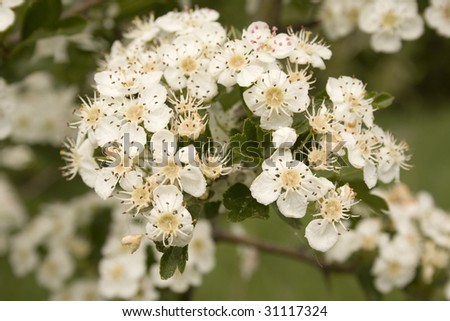 white spring flower on tree