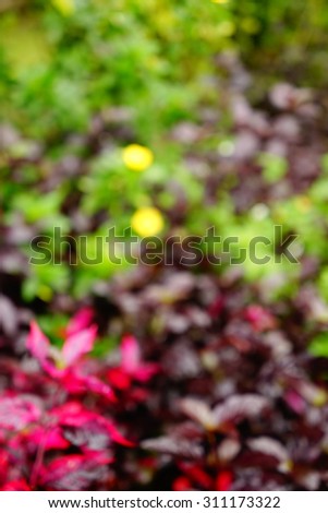 Blurred image colorful leaves and reprogram green , red, yellow and white flowers in the morning.used for background. 