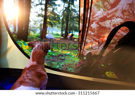 Morning mood in the campaign. Dog dawn in a tent. Series of photos. dreamy romantic