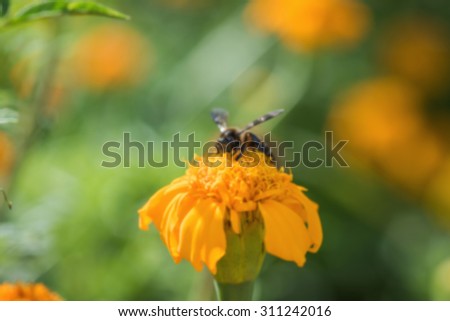 Bee on double orange marigold, genus Tagetes, or species Calendula officinalis brighten up the autumn garden ,blur