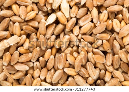 Wheat grain as background