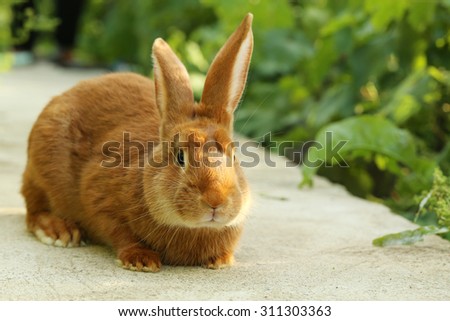 Beautiful red rabbit, close up