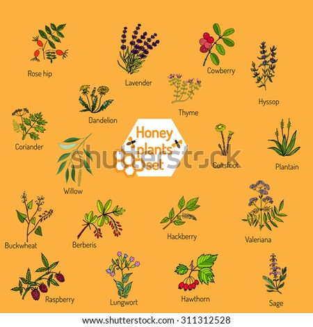 Plants - nectar sources for honey bees. Vector set Royalty-Free Stock Photo #311312528