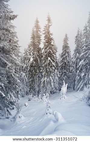 Winter landscape with snow-covered fir trees and snowdrifts. Christmas view. Color toning
