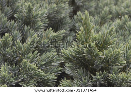 Evergreen juniper background. Photo of bush with green needles. Ornamental thorns of Juniperus communis, treetop edges
