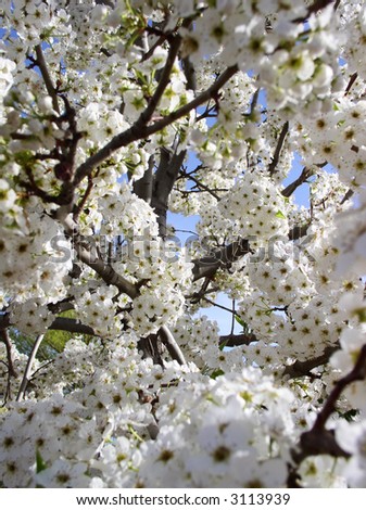 Autumn Blaze cultivar flowering pear tree in spring, covered in white blossoms