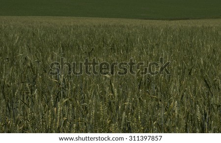 green wheat field during maturing