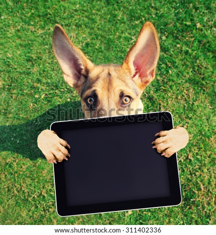 a cute german shepherd with his paws in the air holding a blank tablet on green grass toned with a retro vintage instagram filter