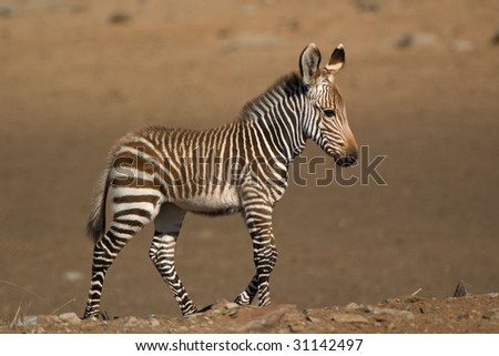 Cape Mountain Zebra (Equus zebra), Foal, Mountain Zebra National Park, South Africa