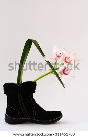 A lovely white orchid stem placed in a black velvet/suede boot. This unusual and happy photo has many possibilities for anything related to shoes or other creative ideas and concepts. 