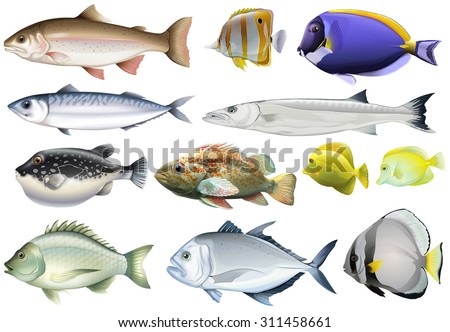 Different kind of ocean fish illustration