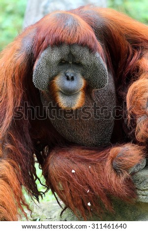 Stock image of a orangutan

