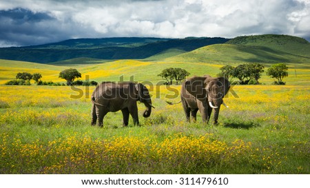 Landscape with elephants and yellow wild flowers. Ngorongoro crater, Tanzania