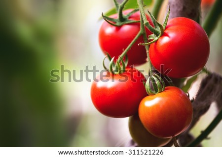 Ripe natural tomatoes growing on a branch in a greenhouse. Copy space Royalty-Free Stock Photo #311521226