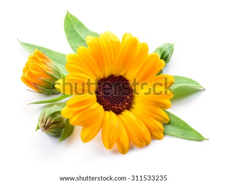 Calendula. Flower with buds and leaves isolated on white