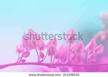 Spring border or background with pink blossom