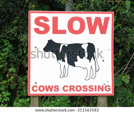 "Slow, Cows Crossing" Sign on the Side of the Road near South Molton, Devon, England, UK