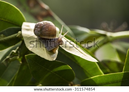 beautiful  snail in the breeding season..
