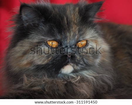 Persia Cat