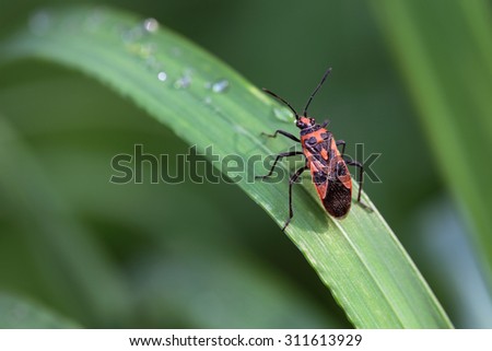 Bedbug sits on a blade of grass. Insecta /Hemiptera /Pyrrhocoridae /Pyrrhocoris apterus .