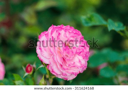 Roses on a bush in a garden. Shallow DOF