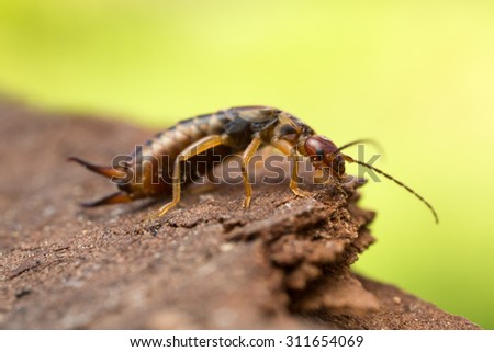 Close up of earwig on wood, copy space in the photo