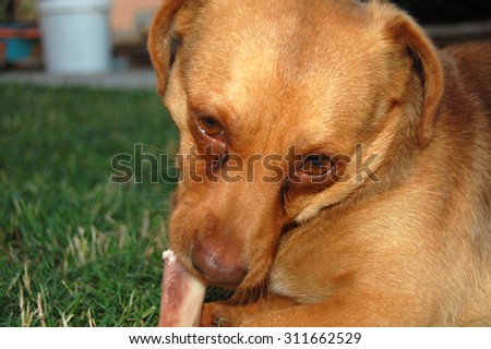 Dog mongrel in your backyard gnawing a bone.