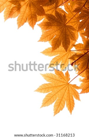 Maple Leaf Background
