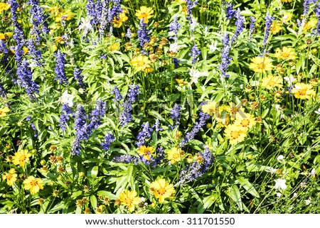 Herbal garden background with flowers.
