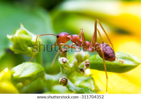 red fire ant worker on yellow backgrond