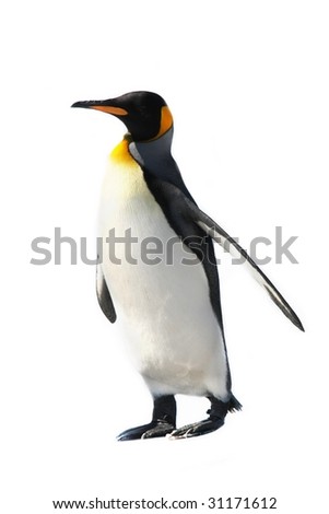 King Penguin isolated on white background