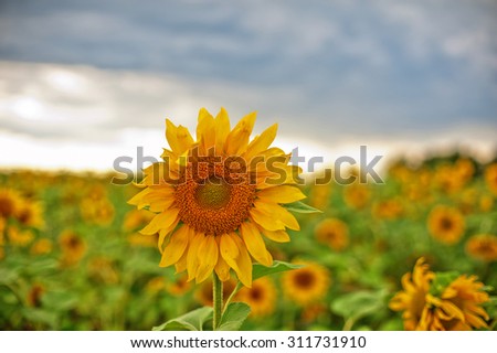 beautiful sunflowers at field with blue sky, closeup