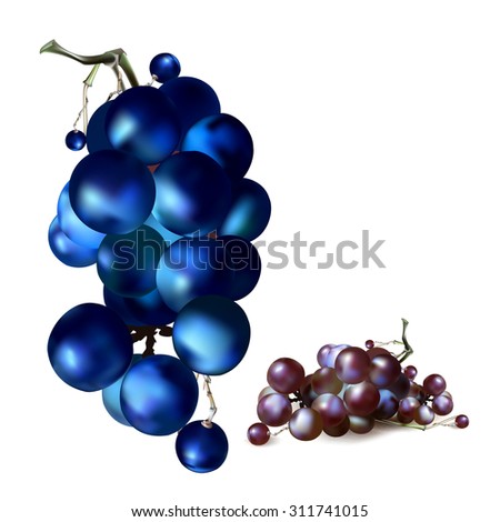 Bunch of Grapes berries vector