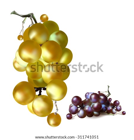 Bunch of Grapes berries vector