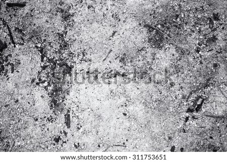 texture of the gray  wood ash close up