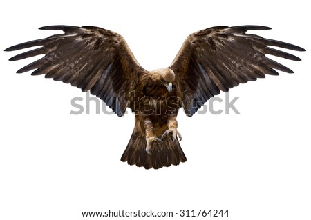 eagle with spread wings, isolated over white
