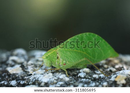 Grasshopper mimics tree leaf