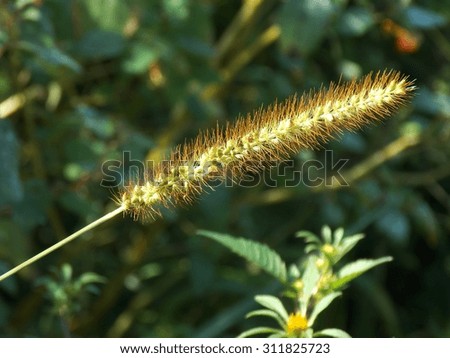 Royalty Free Photograph - Isolated Close Up photograph showing Nature's Beauty in The Intricate and Delicate Detail of a Common Garden Weed gone to seed - with Copy Space for your Message or Logo