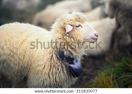 High in the mountains of the shepherds graze sheep in the midst of the Carpathians. After the rain is a beautiful mist at dawn, sheep rest before going out to pasture, the big bell at the leader