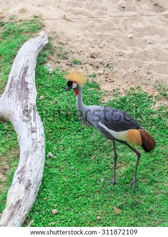 Crowned Crane Bird in nature background