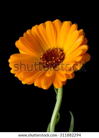 yellow marigold flowers on a black background