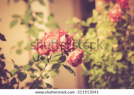 Vintage photo of red roses flowers blooming, close up of red flowers.