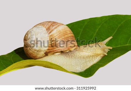 Wine snail on the leaf.