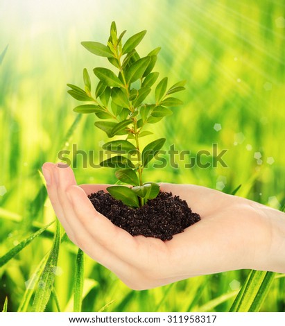 Young plant in hand with soil on green grass background