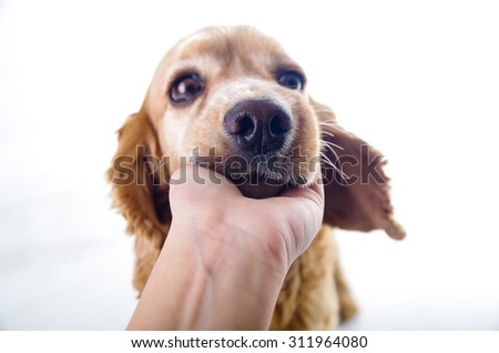 Cute sleepy relaxing English Cocker Spaniel puppy in front of a white background with hand scratching.