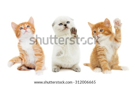 funny kitten waving his paw on a white background isolated Royalty-Free Stock Photo #312006665