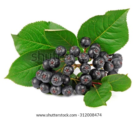Black chokeberry on a white background. (aronia)