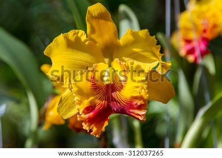 Orchid in the garden. select focus center picture.