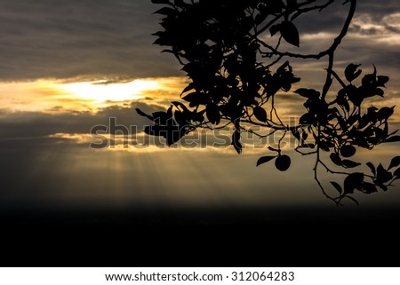 Sunset or sunrise with tree branch