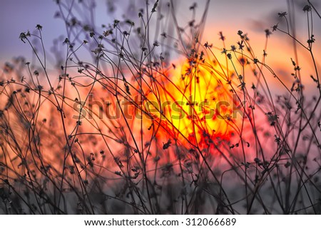 Dried flowers on a background sunset. Shallow depth of field